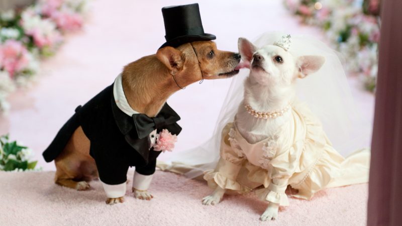 doggie-wedding